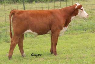 Bred AI April 9, 2015, to National Supreme Champion CHAC Mason 2214, then pasture exposed to KAR FBF LCC Tebow 33Y until June 25, 2015.