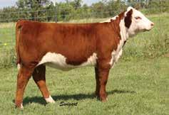 A popular heifer on last year s Eastern Show Circuit that was purchased in the 2013 ITC sale and is now in production as a beautiful