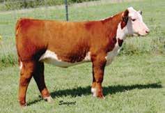 Purchased by Rock Ridge Herefords LCC 88X Ruby s Sparkle 4108 A supreme champion on the Southern Illinois Show Circuit.