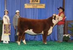Purchased by the Malone Family LCC High Stakes 410 Illinois State Fair Calf Champion and Reserve Champion Bull;