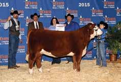 Purchased by Chris Pugh, CSP Farms LCC ML She s All Foxy 2014 National Combined Winter Heifer Calf, Reserve Division