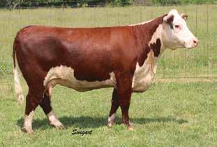 This is the low input type and will wean off a pounds heavy calf. Bred AI April 25, 2015, to CHAC Mason 2214, then pasture exposed to KAR FBF LCC Tebow 33Y.