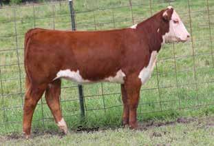 20); M&G 48 A high performing momma that s extra long bodied, big middled and hard working. She s built wide out of her hip and offers added substance and dimension.