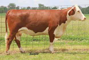 Productive Cows Heifer Calf Pairs LOT 48 RW Suzette 0031 0045 48 RW SUZETTE 0031 0045 P43223281 Calved: Sept.