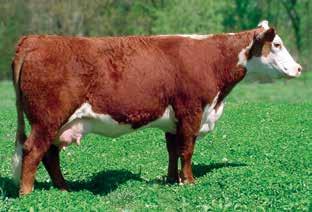 Productive Cows Heifer Calf Pairs MSU BR Merry 24K Dam of Lot 52 52 LCC 408 MERRY-LAND 11W ET {DOD} 42998109 Calved: March 8, 2009 Tattoo: LE 11W HH ADVANCE 9005J {CHB}{DLF,IEF} KB L1 DOMINO 519 CJH