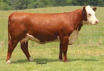 2-Year-Old Donor Type Cows Bull Calf Pairs LOT 54 LCC 6431 Polarized 3106 54 LCC 6431 POLARIZED 3106 P43373996 Calved: March 12, 2013 Tattoo: LE 3106 STEER MSU TCF Revolution 4R Reference Sire,