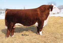 Moderate, exceptionally well-built, wide, square made and super functional. She s beautifully uddered and one that can make a major impact in a breeding program.