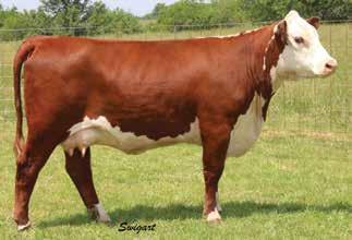 2-Year-Old Donor Type Cows Bull Calf Pairs NJW 73S W18 Hometown 10Y ET Sire of Service Sire LCC 10Y Hometown 56 LCC 4R SASSY 346 FELTONS LEGEND 242 {SOD}{CHB}{HYF} MSU TCF REVOLUTION 4R