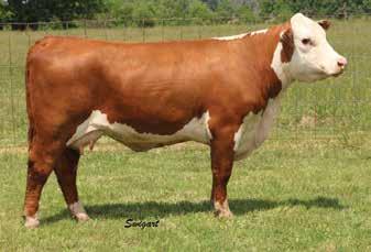 2-Year-Old s Bull Calf Pairs 60A LOT 60 LF 0068 Ms Confection 3027 P43592173 Calved: March 10, 2015 Tattoo: LE 596 TH 122 71I VICTOR 719T {SOD}{CHB}{DLF,HYF,IEF} DRF JWR PRINCE VICTOR 71I {SOD}{CHB}