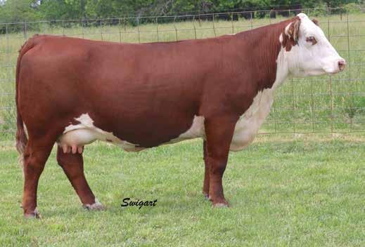 Donor Type Cows Bull Calf Pairs Lot 65 LCC RJL Kitty 2157 65 LCC RJL KITTY 2157 P43361616 Calved: Dec.