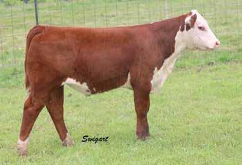 11); M&G 43 A powerful female that s a standout in the pasture. A maternal sister is a feature within the single lot embryo calves and her dam is the notable Lady Gaga.
