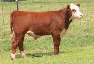 14); M&G 43 A super hard working, goggle-eyed young mother whose first calf we retained as a replacement. This one is extra hard working in production and will bring in a top-notch, pounds heavy calf.