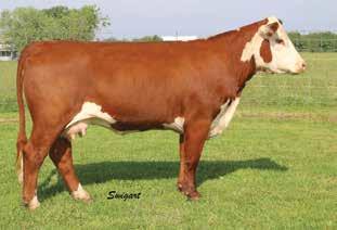 3-Year-Old s Bull Calf Pairs LOT 68 LCC Cowgirl 225 68 LCC GIRL 225 P43279638 Calved: Feb.