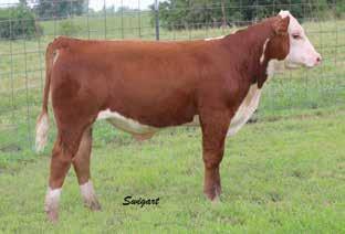 20); M&G 52 A Back N Time sired female that s one of our favorite 3-year-olds. Angular fronted, sweet uddered and sound footed.