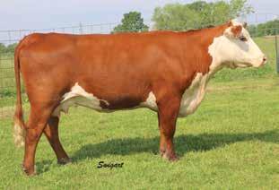 3-Year-Old s Bull Calf Pairs 72 LW TAMMY 213Z P43281241 Calved: March 30, 2012 Tattoo: LE 213Z DRF JWR PRINCE VICTOR 71I {SOD}{CHB} HRP THM VICTOR 109W 9329 {SOD}{CHB} TH 122 71I VICTOR 719T