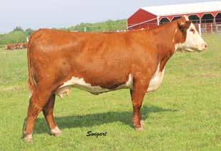 Power packed genetics and a power packed female. Big footed, added bone, long bodied and wide made yet uniquely attractive and smooth patterned.