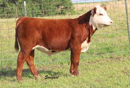 Kiwi Family RST Times A Wastin 0124 Sire of Lots 3A & 3B 3A LOT 3A LCC 0124 Budget 506 ET LCC 0124 BUDGET 506 ET P43595433 Calved: Jan. 4, 2015 Tattoo: LE 506 A unique breeding piece.