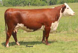 4-Year-Old s With Stout Bull Calves At Side 78 DJF 196T 305 VICKY S GEM 1011 P43199958 Calved: Feb.