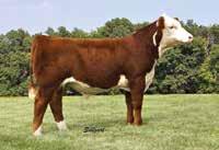19); M&G 49 Owned with Cottonwood Springs Farm, Hoffman Herefords, The Longdrive Syndicate and