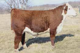 30); M&G 58 Owned with Accelerated Genetics, Richard and Shirley Thomas and Bouchard Livestock