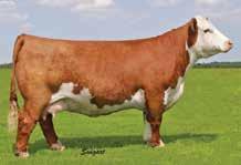 8 (P); WW 64 (P); YW 102 (P); MM 22 (P); M&G 53 5B LCC FBF TROUBADOUR 592 ET P43595437 Calved: March 7, 2015 Tattoo: LE 592 Another pair of flush brothers out of the power