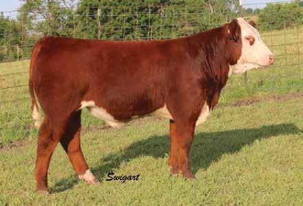 213 Family JB Remetee 213 Dam of Lots 6A & 6B Lot 6A LCC FBF Confederate 594 ET 6A LCC FBF CONFEDERATE 594 ET P43595438 Calved: March 8, 2015 Tattoo: LE 594 CRR ABOUT TIME 743