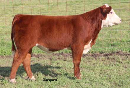 8 (P); WW 51 (P); YW 80 (P); MM 23 (P); M&G 48 6B LCC FBF BOOTLEGGER 5104 ET P43595441 Calved: March 16, 2015 Tattoo: LE 5104 Here is a pair of full brothers that offer a tremendous