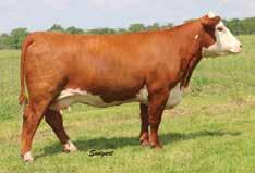 Kylie Cow Headline Family 8A LCC 480 ON MY TIME 7311 ET P43812193 Calved: March 11, 2017 Tattoo: LE 7311 RST TIMES A WASTIN 0124 {CHB}{DLF,HYF,IEF} LCC FBF TIME TRAVELER 480 {DLF,HYF,IEF} P43475752