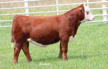 Lot 8A LCC 480 ON MY TIME 7311 ET 8B LCC REDNECK YACHT CLUB 7671 ET BULL P43817104 Calved: March 28, 2017 Tattoo: LE 7671 RST TIMES A WASTIN 0124 {CHB}{DLF,HYF,IEF} LCC FBF TIME TRAVELER 480