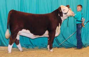 P42416385 MSU MISS WRANGLER 62J REMITALL EMBRACER 8E {SOD}{HYF} REMITALL CATALINA 24H NJW 1Y WRANGLER 19D {SOD}{DLF,HYF,IEF} MSU VICTORIA 9F Terms to be announced at sale.