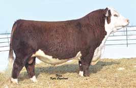 CFR ABBY 373 CRR 719 CATAPULT 109 Sire of lot 15 BW 4.3 (P); WW 54 (P); YW 82 (P); MM 30 (P); M&G 57 Here is a tremendous herd sire in the making!