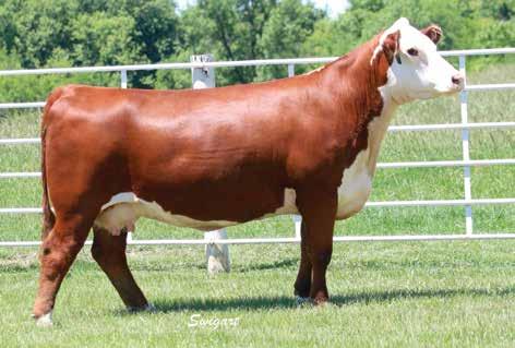 Productive Donor Type Cows with Heifer Headline Calves 17 JLH MISS REVOLUTION 1303 FELTONS LEGEND 242 {SOD}{HYF} MSU TCF REVOLUTION 4R {SOD}{CHB}{DLF,HYF,IEF} P42593689 MSU TCF RACHAEL ET 54N