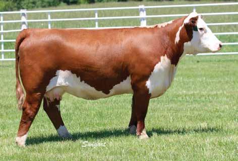 2-Year-Olds from Foundation Cow Headline Families 25 LCC 79D SHES A LOOKER 586 ET P43603127 Calved: March 5, 2015 Tattoo: LE 586 NJW FHF 9710 TANK 45P {SOD}{CHB}{DLF,HYF,IEF} WORR OWEN TANKERAY Y79D