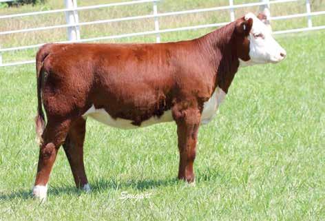 LOOKER 586 ET 25A LCC 4134 SHES A DEAL 758 P43812224 Calved: March 7, 2017 Tattoo: LE 758 RST TIMES A WASTIN 0124 {CHB}{DLF,HYF,IEF} CRR ABOUT TIME 743 {SOD}{CHB}{DLF,HYF,IEF} BLL LCC SIN CITY 4134