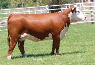 Headline 2-Year-Olds from Foundation Cow Families 26 LCC AF MY SWEET MERRY 579ET P43595434 Calved: March 2, 2015 Tattoo: LE 579 CRR ABOUT TIME 743 {SOD}{CHB}{DLF,HYF,IEF} THM DURANGO 4037