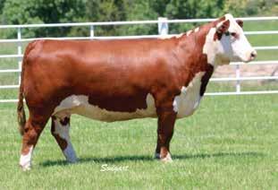 This 3-year-old is a sweet, sweet thang in production. Sired by past National Supreme Champion Times A Wastin and back on the Shes All Good cow family with predictability built in.