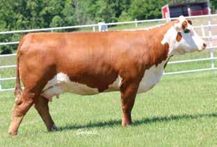 19); M&G 42 Another Times A Wastin female that is a direct daughter of the 7197 donor who is also the dam of our herd bull Sin City that is a service sire as well.