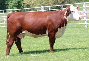 One of the most complete, fault-free and practical cows in the sale.