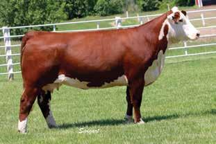 Sweet uddered, heavy milking, feminine in her design and will flat raise a calf. She s the easy maintaining, hard-working kind that s efficient in production. Pasture exposed to BLL LCC Sin City 4134.