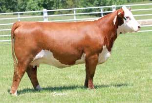 36 MKL LCC MISS MUFFY 7104 P43812250 Calved: April 8, 2017 Tattoo: LE 7104 RST TIMES A WASTIN 0124 {CHB}{DLF,HYF,IEF} CRR ABOUT TIME 743 {SOD}{CHB}{DLF,HYF,IEF} BLL LCC SIN CITY 4134 ET {DLF,HYF,IEF}