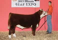 2015 Illinois State Fair Reserve Grand Champion Hereford Steer and 3 LOL overall, and many time champion Hereford Steer, purchased by Nelson England Show Stock and Shown by Riley Bradshaw