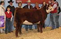 They are maternal sibs to many-time and popular champion LCC SHF Lemon Lime, as well as the Kansas City national champion bull, LCC Lockdown.