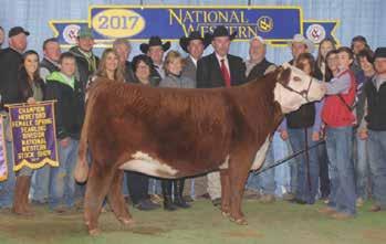 LCC Featured Cow Families Kiwi 116 Family Remetee 213 Family Kylie 2137 Family Lady Gaga / Poker Face