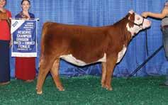 LCC FBF 0124 Dip n Dot 610D ET 2016 Lousiville National Calf Champion, 2017 Class Winner NWSS and JNHE Purchased by the Lamb