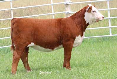 Headline Kiwi Cow Family Lot 2A LCC 2214 MISS KEE WEE 7061 ET CRR ABOUT TIME 743 {SOD}{CHB}{DLF,HYF,IEF} THM DURANGO 4037 {SOD}{CHB}{DLF,HYF,IEF} CHAC MASON 2214 {DLF,HYF,IEF} CRR