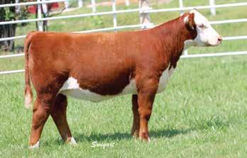 A full sister is a past reserve junior heifer calf champion in Louisville for the Folkman s. This is truly a unique specimen.