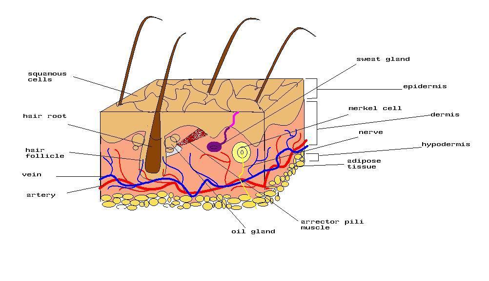 Section 3 Anatomy and Physiology The Structure of the Skin: The skin is composed of the following layers: 1. Epidermis - superficial layer of stratified epithelium 2.