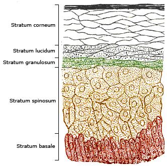 STRATA OF THE EPIDERMIS Hair shafts and ducts for sweat glands pass through all the layers of the epidermis. The epidermis provides a continual process of cell renewal.