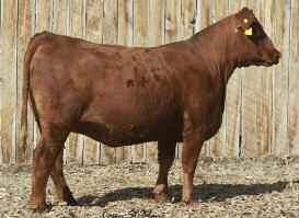 77 0.13 27 0.33 0.07 160 54 11-3.0 67 117 20-1 17 5 13 0.81 0.07 36 0.37 0.04 Projected Calving Date: 3/30/18 Projected Sire: 5L BOURNE 2612-400C OH, MY!