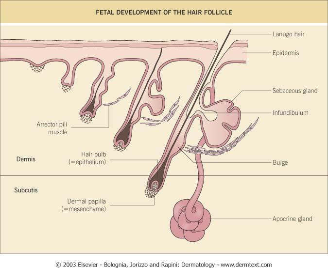 Embryology Bulbous Peg Phase: At this time, 3 bulges appear on the follicle wall Upper forms APOCRINE glands in appropriate locations Middle forms